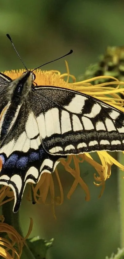 Black and white butterfly on yellow flowers with green background.