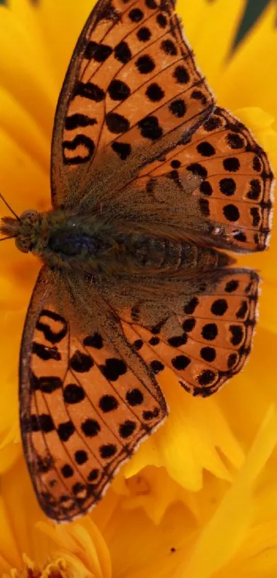 Colorful butterfly resting on vibrant yellow flower petals.