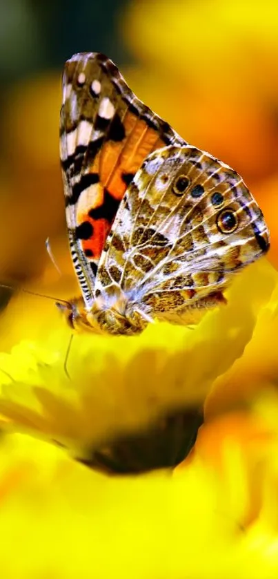 Vibrant butterfly perched on a yellow flower, showcasing natural beauty.