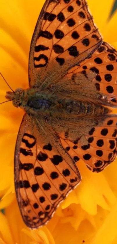 Orange butterfly on a bright yellow flower wallpaper.