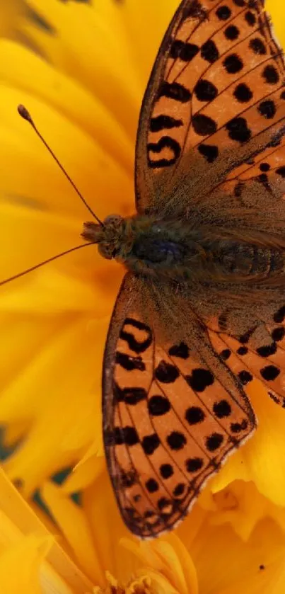 Bright butterfly resting on a yellow flower.