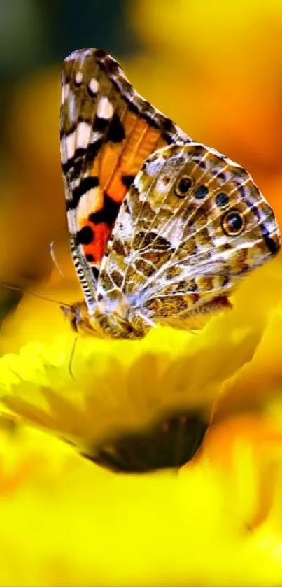 A vibrant butterfly perched on a vivid yellow flower.