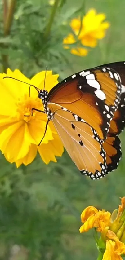 Butterfly perched on a yellow flower in a green garden setting.