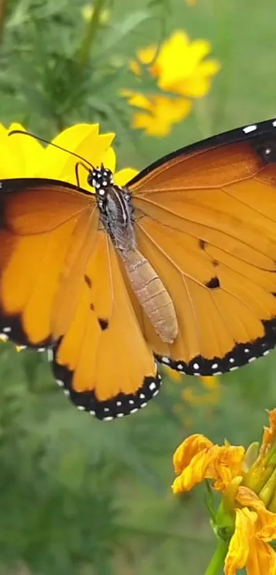 A vibrant butterfly rests on a yellow flower in a lush green setting.