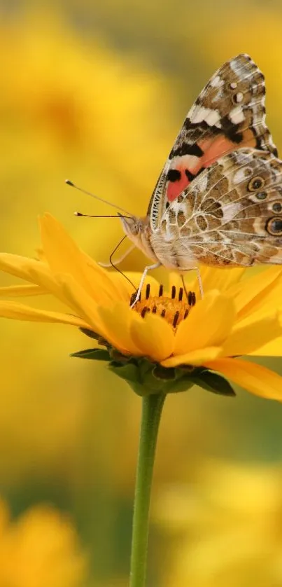 Butterfly on a yellow flower, vibrant nature wallpaper.