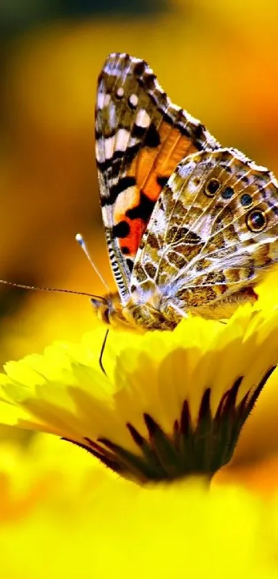 A vibrant butterfly on a yellow flower, perfect for nature-themed mobile wallpaper.