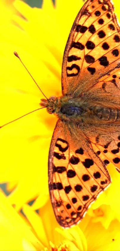 A vibrant butterfly resting on a bright yellow flower in the sunshine.