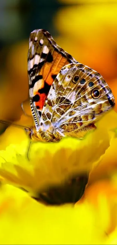 A vibrant butterfly perched on a bright yellow flower.