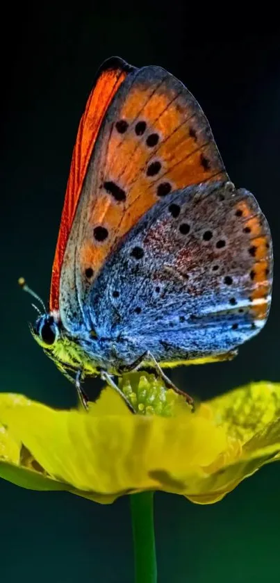 Colorful butterfly on a bright yellow flower.