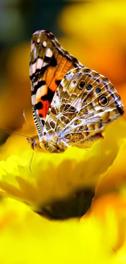 A butterfly with vibrant wings rests on a bright yellow flower.