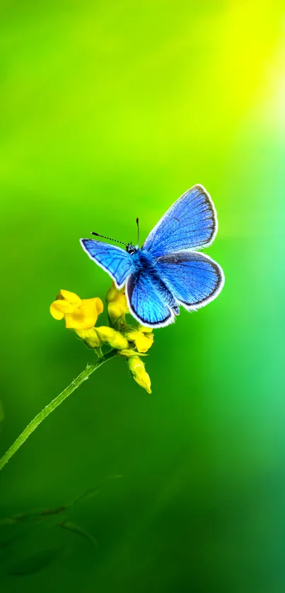 Blue butterfly perched on a yellow flower with green background.