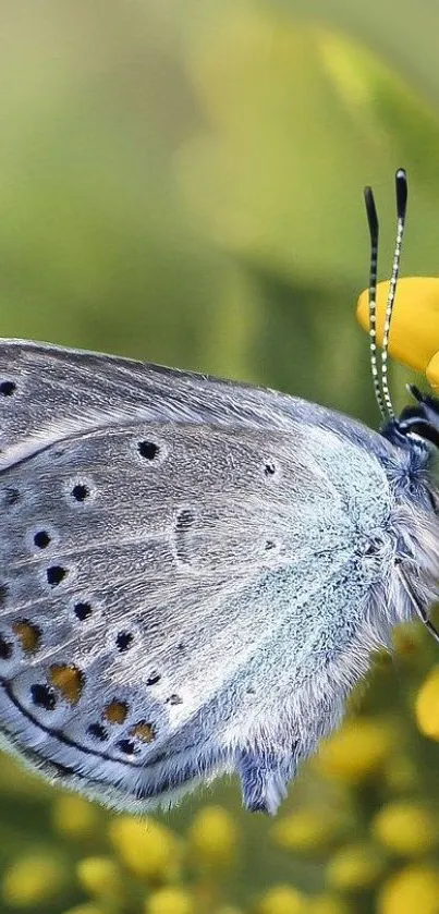 Blue butterfly rests gracefully on yellow flowers, close-up view.