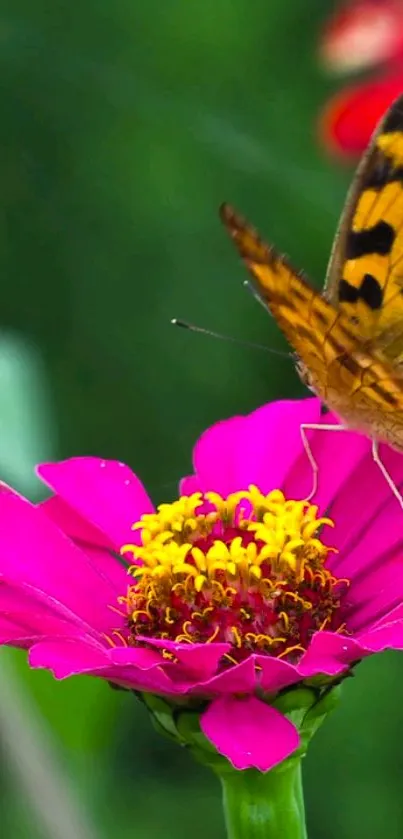 Butterfly on a bright pink zinnia flower with green backdrop.