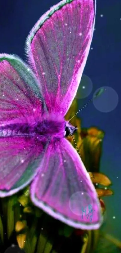 Vibrant pink butterfly on a flower with a dark background.