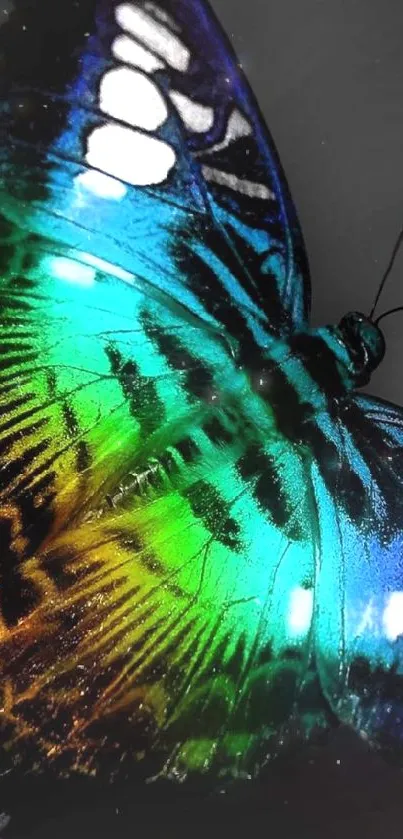 Colorful butterfly with vibrant wings on a dark background.