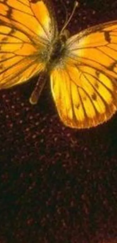 Orange butterfly on sunflower mobile wallpaper.