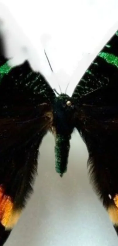 Vibrant butterfly with colorful wings on display.