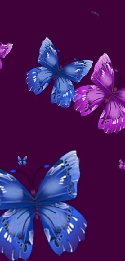 Blue and purple butterflies on a deep purple background.