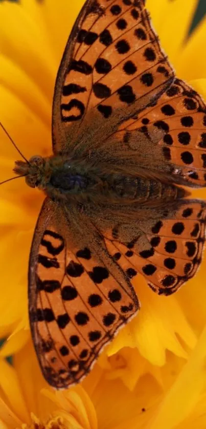 Colorful butterfly on a yellow flower mobile wallpaper.