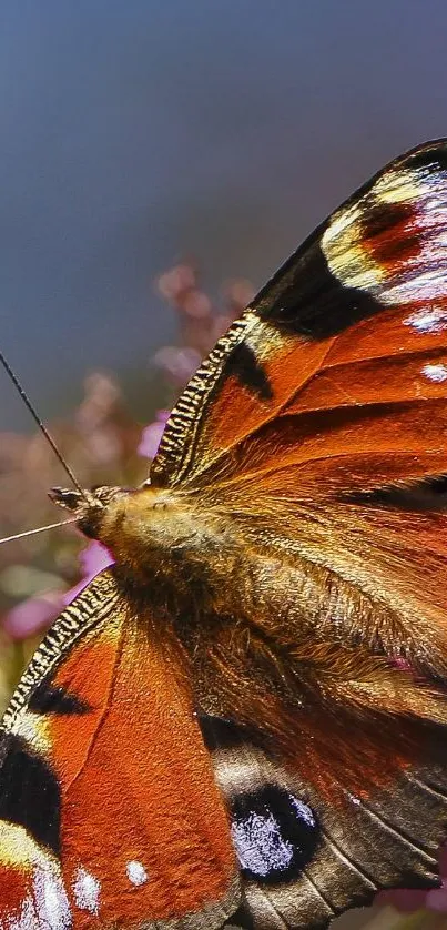 A vibrant butterfly with striking orange wings on a natural background.