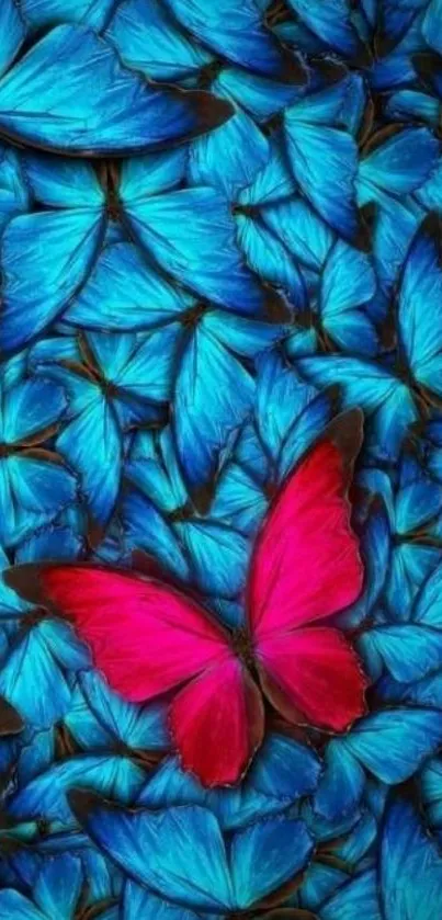 Blue and pink butterfly wallpaper with vibrant colors.