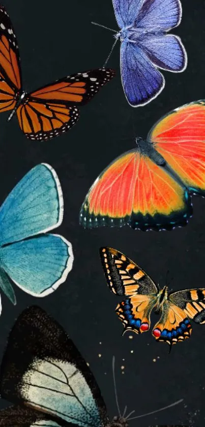 Colorful butterflies on a dark background, perfect for mobile wallpaper.