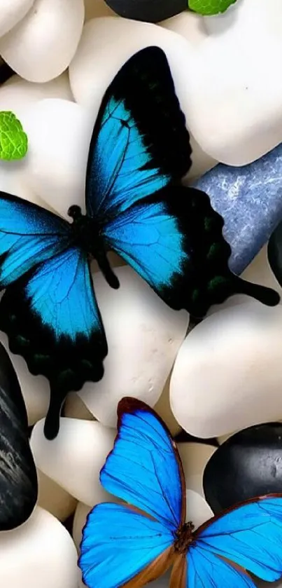 Blue butterflies on smooth black and white stones wallpaper.