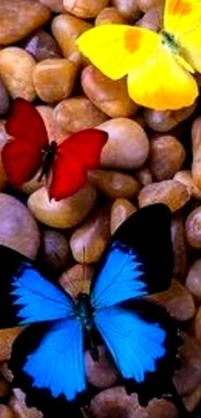 Colorful butterflies resting on pebbles.