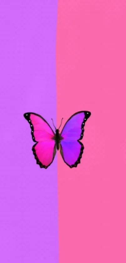 Vibrant pink and purple butterfly wallpaper.