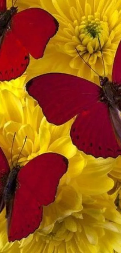 Vibrant red butterflies on yellow chrysanthemums wallpaper.