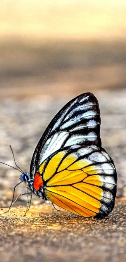 Colorful butterfly with yellow wings on textured surface.