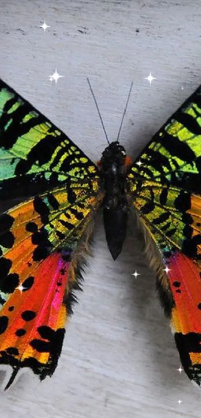 A vibrant butterfly with colorful wings on a mobile wallpaper background.