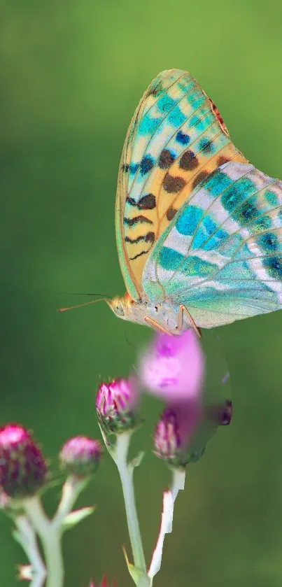 A vibrant butterfly resting on purple flowers with a green blurred background.