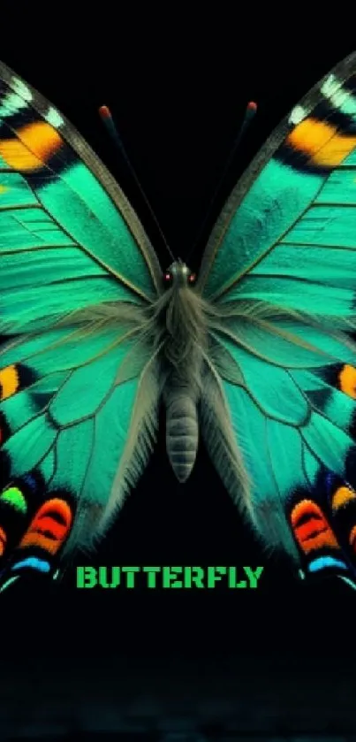 Vibrant butterfly with teal wings on dark background.