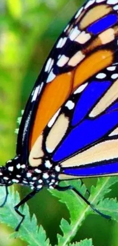 Vibrant butterfly with orange and blue wings on a green leaf.