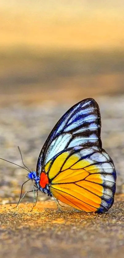 Vibrant yellow and blue butterfly on ground.