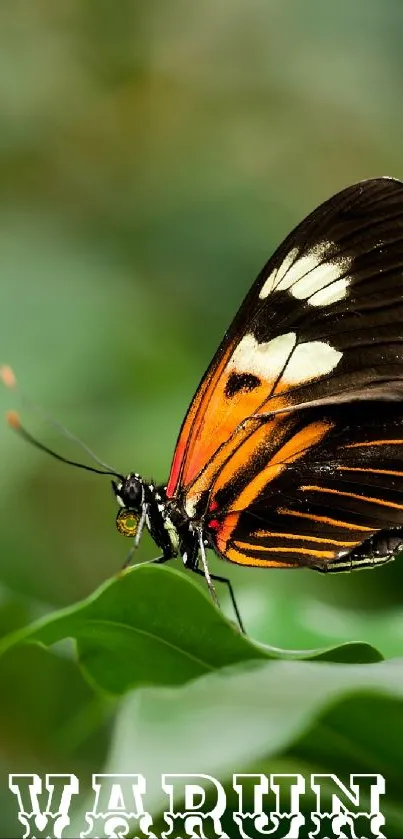 Colorful butterfly perched on green leaves.