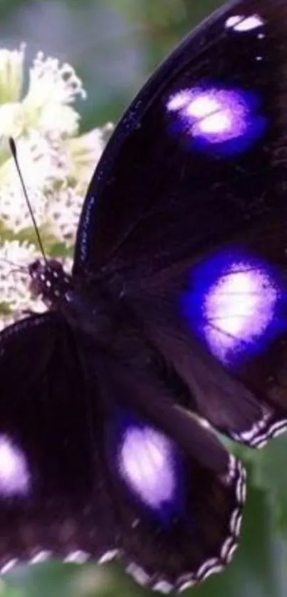 Beautiful black and purple butterfly on flowers.