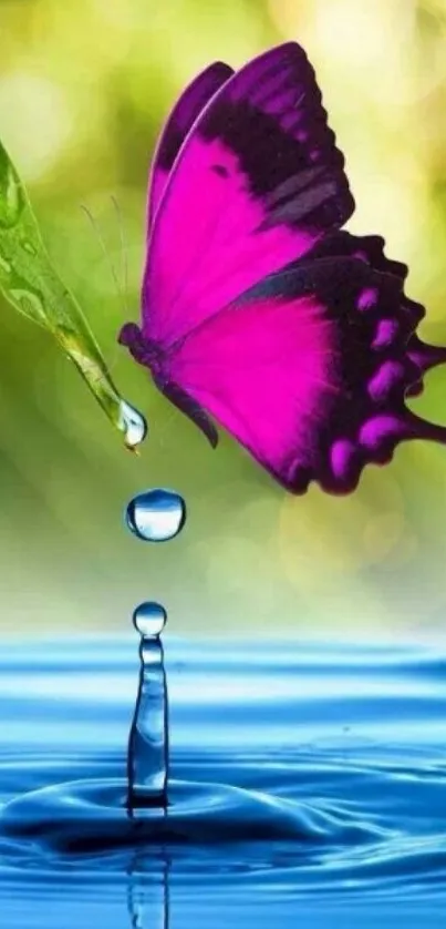 Vibrant purple butterfly near a water droplet.