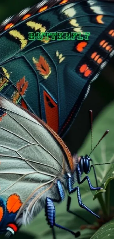 Vibrant butterfly on a leaf with colorful patterns, perfect for nature wallpapers.