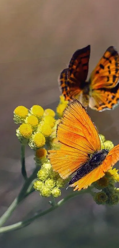 Orange butterflies rest on bright yellow flowers.