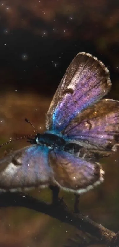 Vibrant butterfly with colorful wings against a dark background.