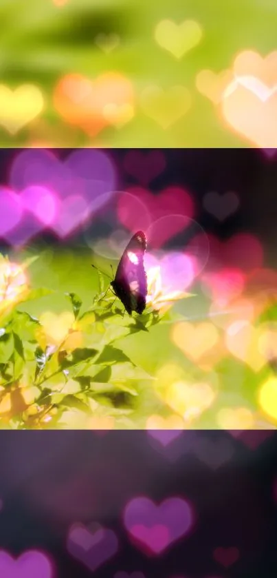 Butterfly on leaves with colorful bokeh hearts.