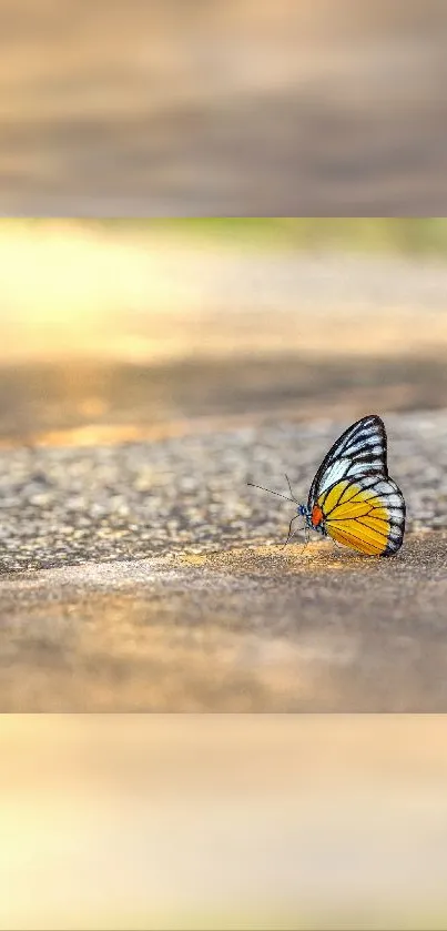 Colorful butterfly rests on sunlit path in this vibrant mobile wallpaper.