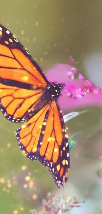 Vibrant orange butterfly on purple flowers with warm bokeh.