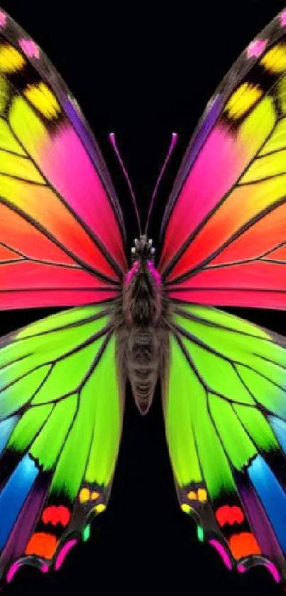 Vibrant multicolor butterfly wings on a black background wallpaper.