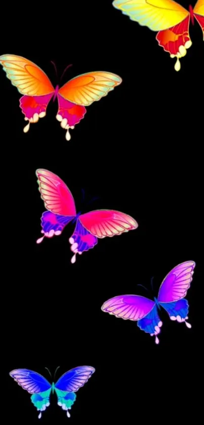 Colorful butterflies on a black backdrop.