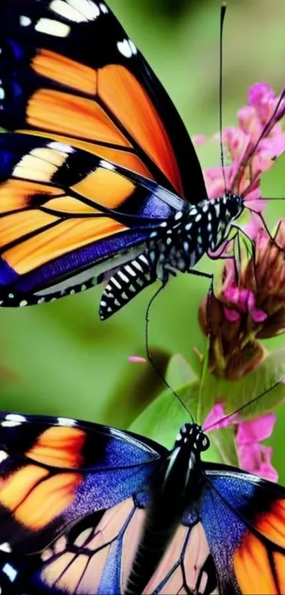 Colorful butterfly on flower wallpaper
