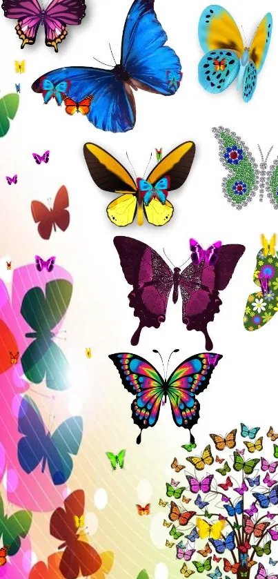 Vibrant butterfly wallpaper with colorful patterns.