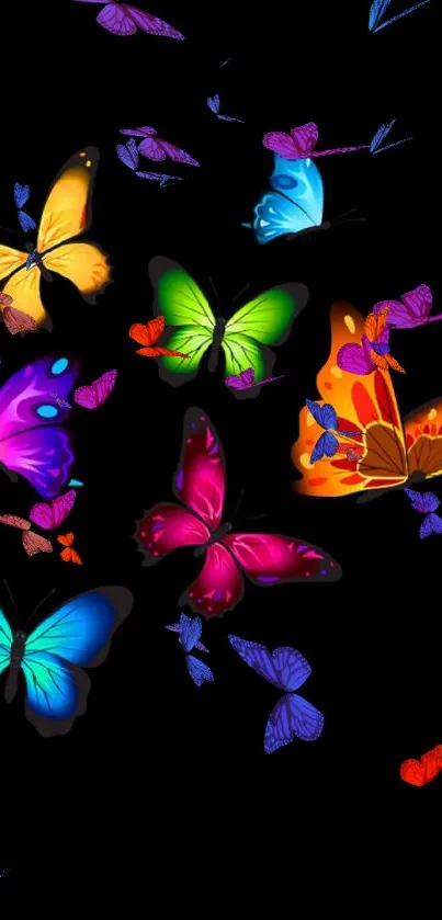 Colorful butterflies on a black background.